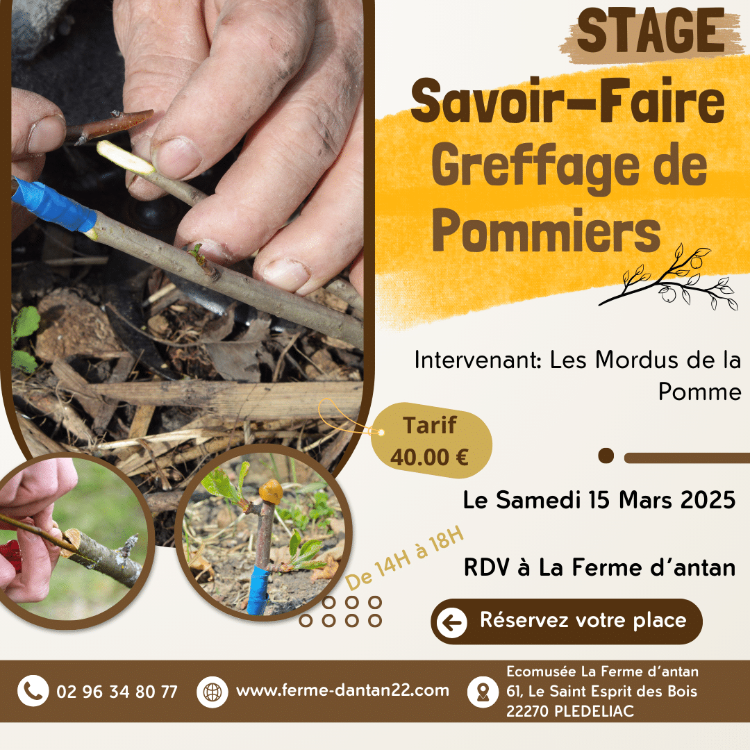 Stage Savoir-Faire Greffage de Pommiers